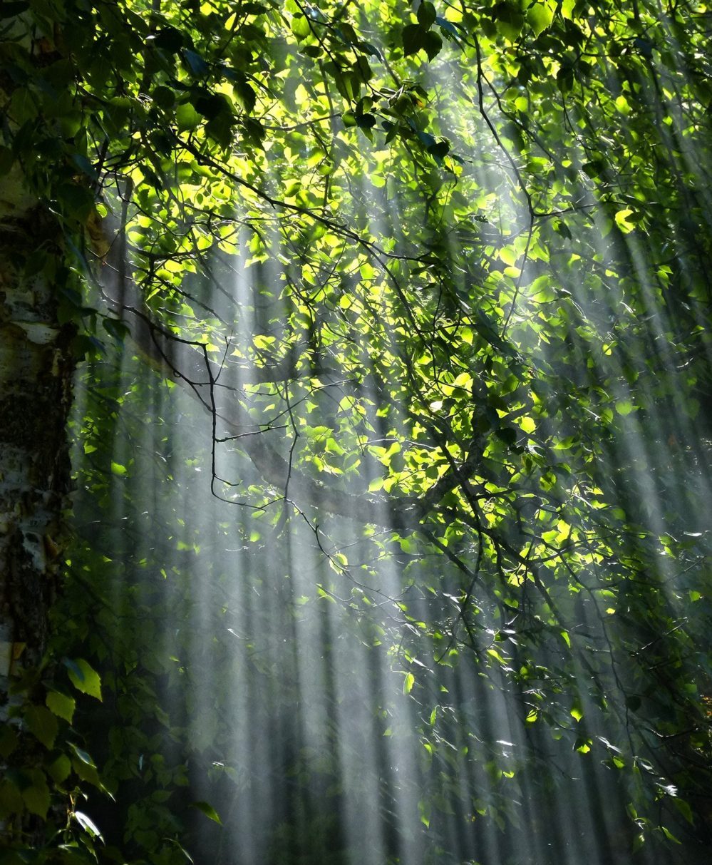 Path in Forest